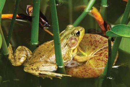 category article image
